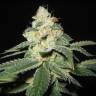 семена конопли элитных сортов Auto Great White Shark regular семена конопли элитных сортов Auto Great White Shark regular