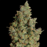 заказ семян конопли Tangerine feminised