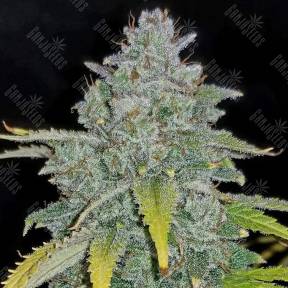 Auto Blue Dream feminised Ganja Seeds