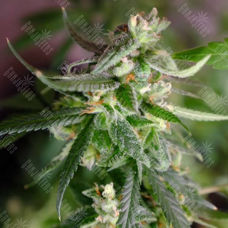 Silver Jack feminised Seedmakers Seeds Silver Jack feminised Seedmakers Seeds