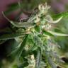 Silver Jack feminised Seedmakers Seeds Silver Jack feminised Seedmakers Seeds