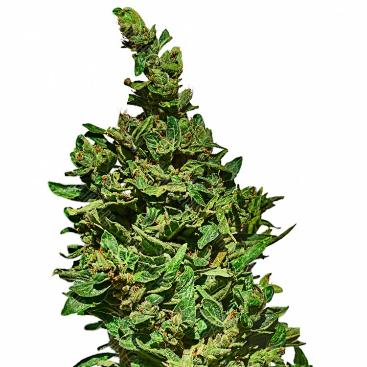 семена конопли медицинской Auto Med GOM 1.0 CBD feminised Grass-o-Matic семена конопли медицинской Auto Med GOM 1.0 CBD feminised Grass-o-Matic