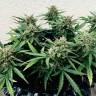 качественные семена конопли Auto Bubble Kush feminised Royal Queen качественные семена конопли Auto Bubble Kush feminised Royal Queen