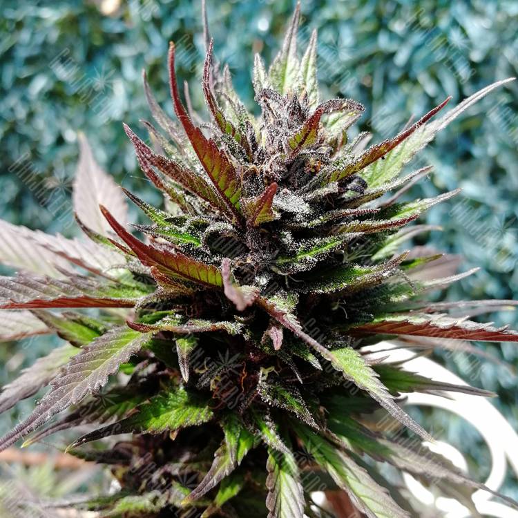 семена конопли автоцвет Auto Black Cream feminised Sweet Seeds семена конопли автоцвет Auto Black Cream feminised Sweet Seeds