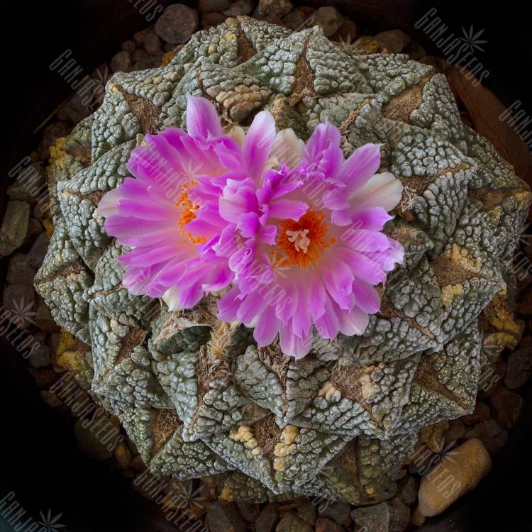 Семена кактуса Ariocarpus fissuratus Семена кактуса Ariocarpus fissuratus