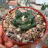 Купить недорогие семена кактуса Ariocarpus fissuratus Купить недорогие семена кактуса Ariocarpus fissuratus
