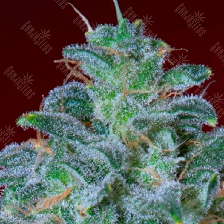 Семена конопли Mohan Ram feminised Ganja Seeds