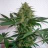 Заказать семена Mohan Ram feminised Ganja Seeds