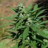 семена конопли скороспелый купить Auto Sweet Mango regular семена конопли скороспелый купить Auto Sweet Mango regular