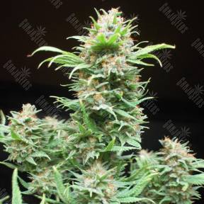 Wembley feminised Ganja Seeds