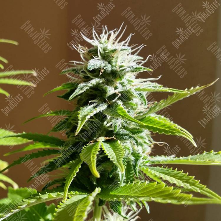 заказать качественные семена конопли Auto AK x Somango feminised заказать качественные семена конопли Auto AK x Somango feminised