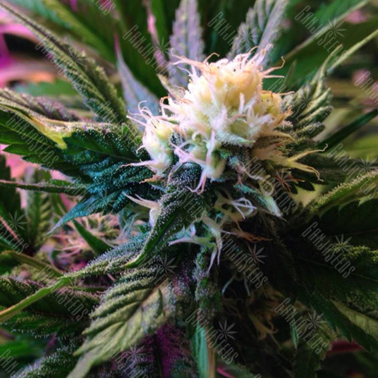 Widow feminised Seedmakers Seeds Widow feminised Seedmakers Seeds