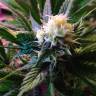 Widow feminised Seedmakers Seeds Widow feminised Seedmakers Seeds