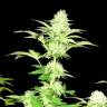 Widow feminised Seedmakers Seeds Widow feminised Seedmakers Seeds