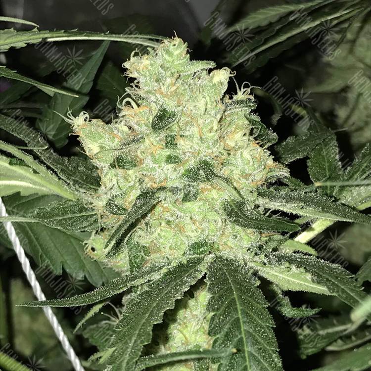 семена конопли интернет магазин Top Afghani regular Ganja Seeds семена конопли интернет магазин Top Afghani regular Ganja Seeds