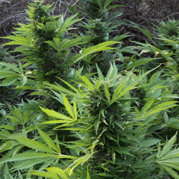 семена конопли автоцвет Auto Mix GOM feminised Grass-o-Matic семена конопли автоцвет Auto Mix GOM feminised Grass-o-Matic