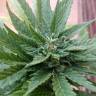 семена конопли f1 в оригинальной упаковке Auto Fresh Candy feminised Pyramid Seeds