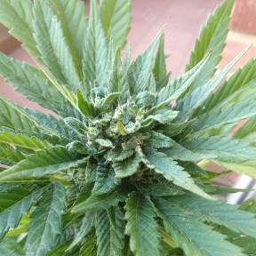 Auto Fresh Candy feminised Pyramid Seeds