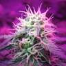 семена сортовой конопли Auto Black Jack feminised Sweet Seeds