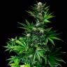Tropicanna Poison feminised GanjaSeeds Fast Version купить Tropicanna Poison feminised GanjaSeeds Fast Version купить