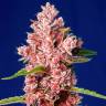 Tropicanna Poison feminised GanjaSeeds Fast Version семена недорого Tropicanna Poison feminised GanjaSeeds Fast Version семена недорого