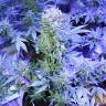 семена конопли в России Auto AK 47 feminised семена конопли в России Auto AK 47 feminised