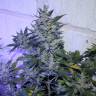 семена конопли Спб Auto AK 47 feminised семена конопли Спб Auto AK 47 feminised