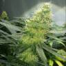 семена конопли в интернете Auto AK 47 feminised семена конопли в интернете Auto AK 47 feminised