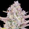 Auto Purple Sunset feminised Ganja Seeds Auto Purple Sunset feminised Ganja Seeds