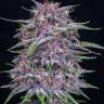 Auto Purple Sunset feminised Ganja Seeds Auto Purple Sunset feminised Ganja Seeds