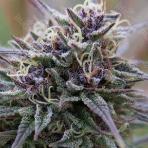 Auto Purple Sunset feminised Ganja Seeds