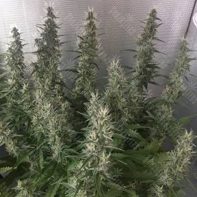 White Gum feminised Ganja Seeds