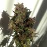 конопля семена сорта заказать Auto Galaktika feminised конопля семена сорта заказать Auto Galaktika feminised