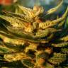 Wonder Skunk feminised Seedmakers Seeds Wonder Skunk feminised Seedmakers Seeds