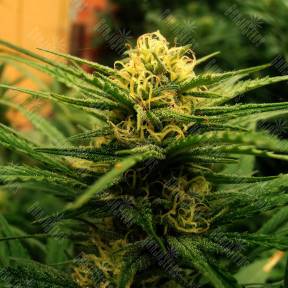 Wonder Skunk feminised Seedmakers Seeds