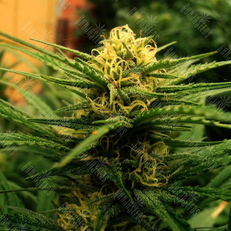 Wonder Skunk feminised Seedmakers Seeds Wonder Skunk feminised Seedmakers Seeds