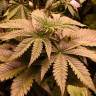 семена конопли для курения Chronic Thunder feminised Barneys Farm семена конопли для курения Chronic Thunder feminised Barneys Farm