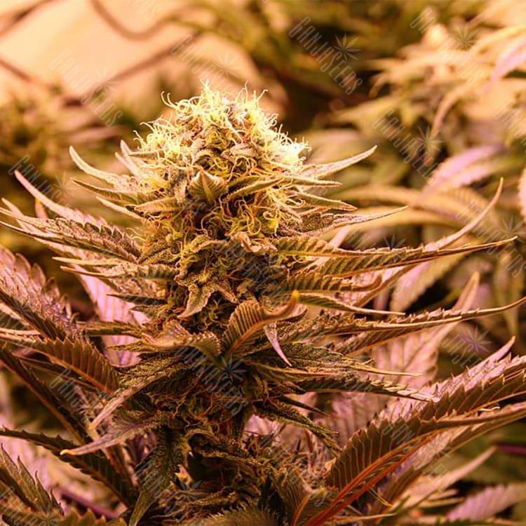 семена конопли для посадки купить Chronic Thunder feminised Barneys Farm семена конопли для посадки купить Chronic Thunder feminised Barneys Farm