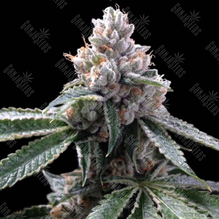 семена конопли для курения Florida Lemons feminised DNA Genetics семена конопли для курения Florida Lemons feminised DNA Genetics