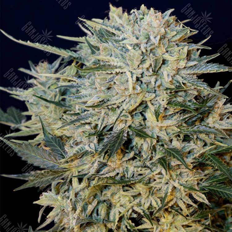 семена конопли в фирменной упаковке Auto Sugar GOM feminised Grass-o-Matic семена конопли в фирменной упаковке Auto Sugar GOM feminised Grass-o-Matic