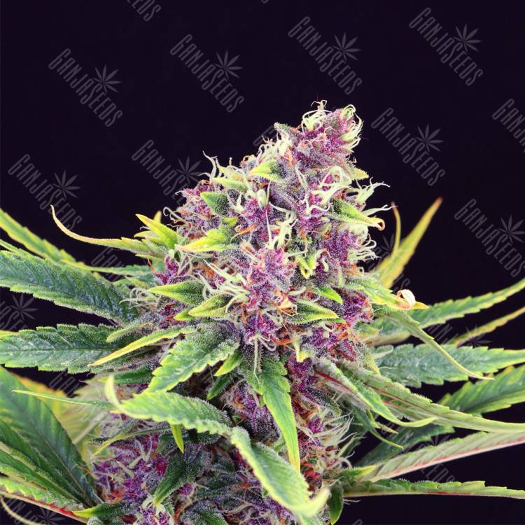 заказать качественные семена конопли Purple Kush feminised Kannabia Seeds заказать качественные семена конопли Purple Kush feminised Kannabia Seeds
