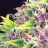 заказать на сайте семена конопли Purple Kush feminised Kannabia Seeds заказать на сайте семена конопли Purple Kush feminised Kannabia Seeds