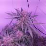 где можно заказать семена конопли Purple Kush feminised Kannabia Seeds где можно заказать семена конопли Purple Kush feminised Kannabia Seeds