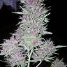 семена конопли индика Purple Kush feminised Kannabia Seeds семена конопли индика Purple Kush feminised Kannabia Seeds