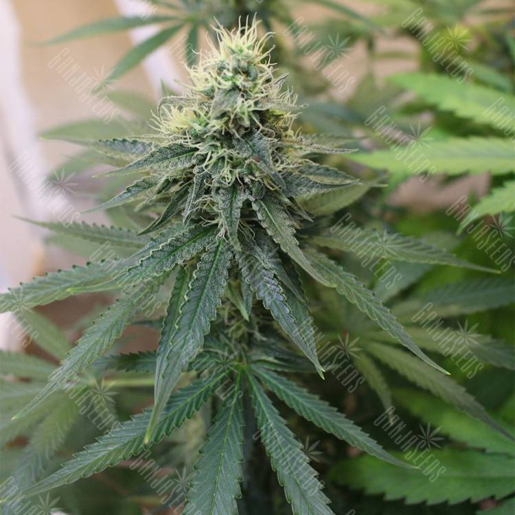 семена конопли в интернете Master Kush regular Nirvana Seeds семена конопли в интернете Master Kush regular Nirvana Seeds