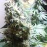 семена конопли с доставкой Master Kush regular Nirvana Seeds семена конопли с доставкой Master Kush regular Nirvana Seeds