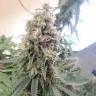 семена индийской конопли Master Kush regular Nirvana Seeds семена индийской конопли Master Kush regular Nirvana Seeds