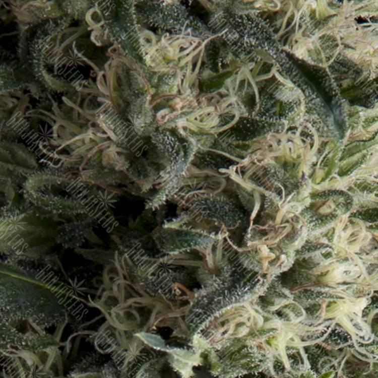 качественные семена конопли Auto Galaxy feminised Pyramid Seeds качественные семена конопли Auto Galaxy feminised Pyramid Seeds