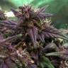 семена конопли Россия Auto Bloody Skunk feminised Sweet Seeds