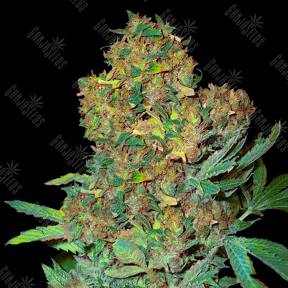 Colombian Sweet feminised VIP Seeds